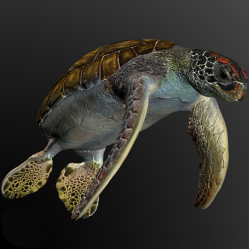 绿海龟3D打印模型,绿海龟3D模型下载,3D打印绿海龟模型下载,绿海龟3D模型,绿海龟STL格式文件,绿海龟3D打印模型免费下载,3D打印模型库